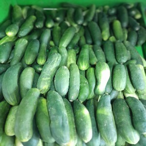 Cucumber