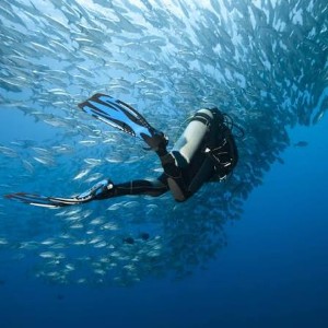Single Dive