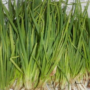 Chive