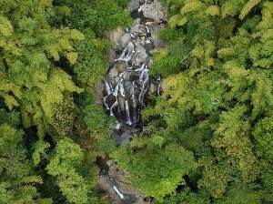 Basic Rainforest Tour