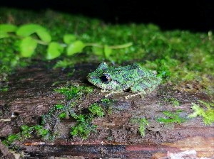 Standard Rainforest Tour