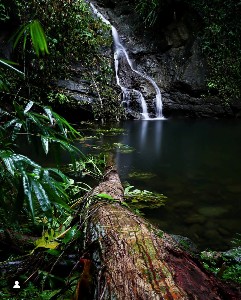 Exclusive Rainforest Tour