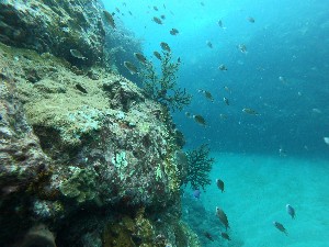 Premium Snorkelling Expedition