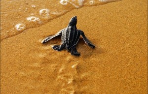 Basic Turtle Watching Tour