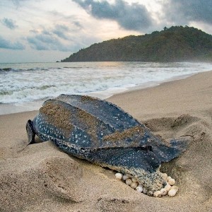 Premium Turtle Watching Tour