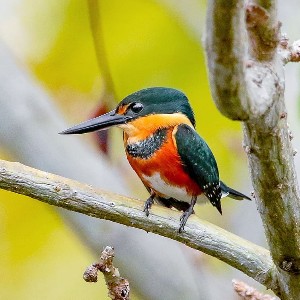 Standard Birdwatching Tour