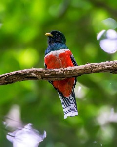 Premium Birdwatching Tour