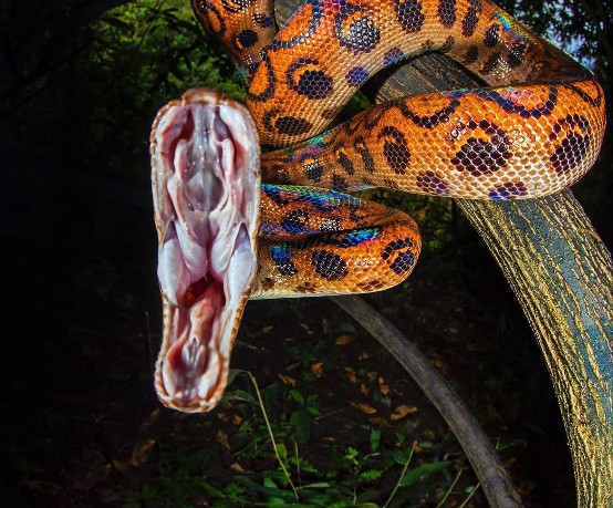 Tobago Snakes
