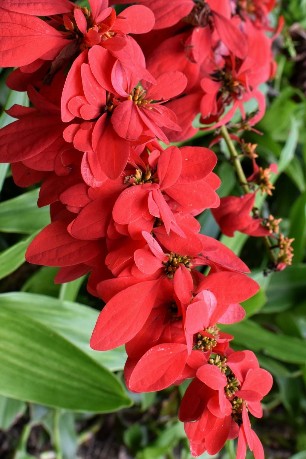 Plants of Tobago