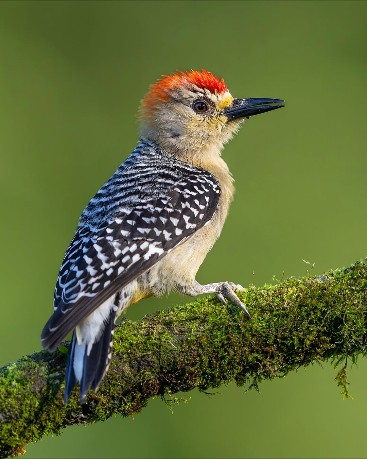 History of Birds