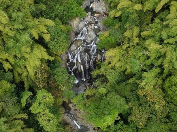 Rainforest Tour