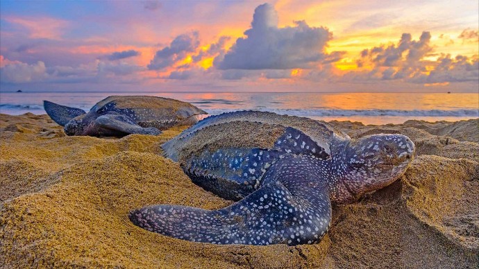 Turtle Watching