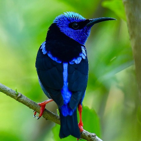 Birdwatching Tour