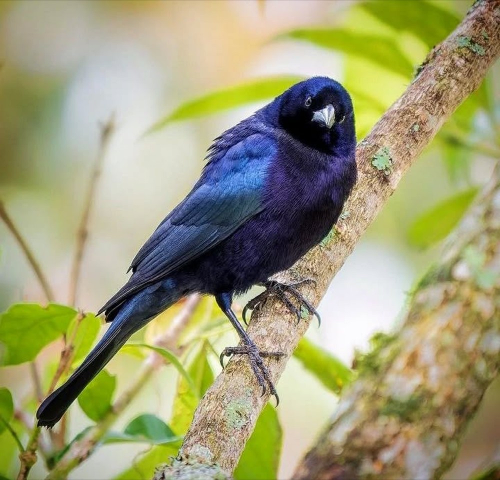 Birdwatching Tour