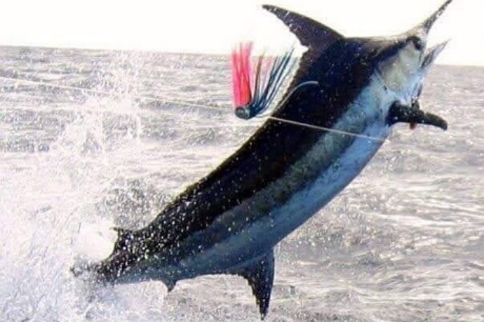 Fishing Trip