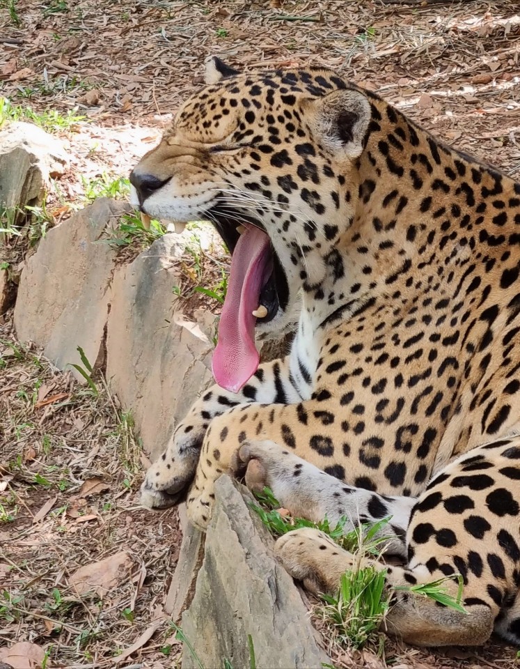Emperor Valley Zoo and Royal Botanical Gardens Tour