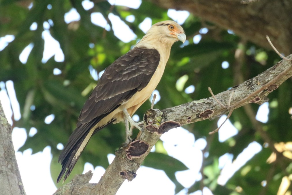Yellow-headed Caracara