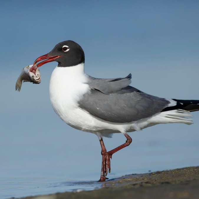 Discover Tobago’s Coastal Wildlife