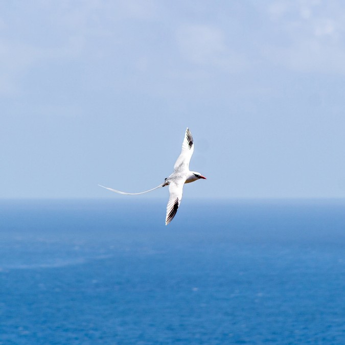 Meet Tobago’s Red-billed Tropicbird