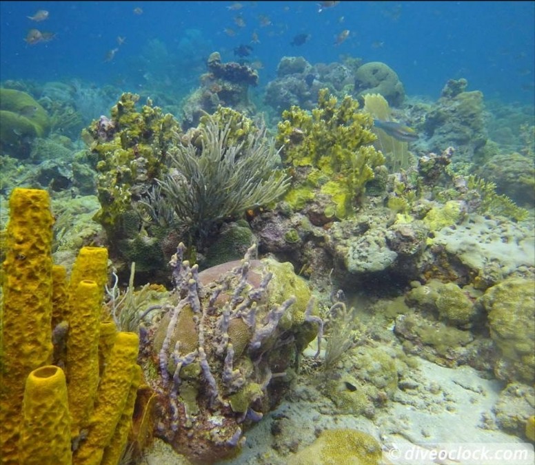A Hidden Garden Beneath Tobago's Waves