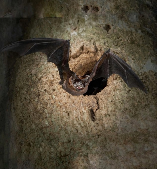 Meet Tobago’s Black Mastiff Bat