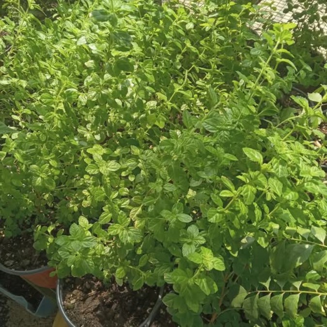 Grow Your Own Thyme