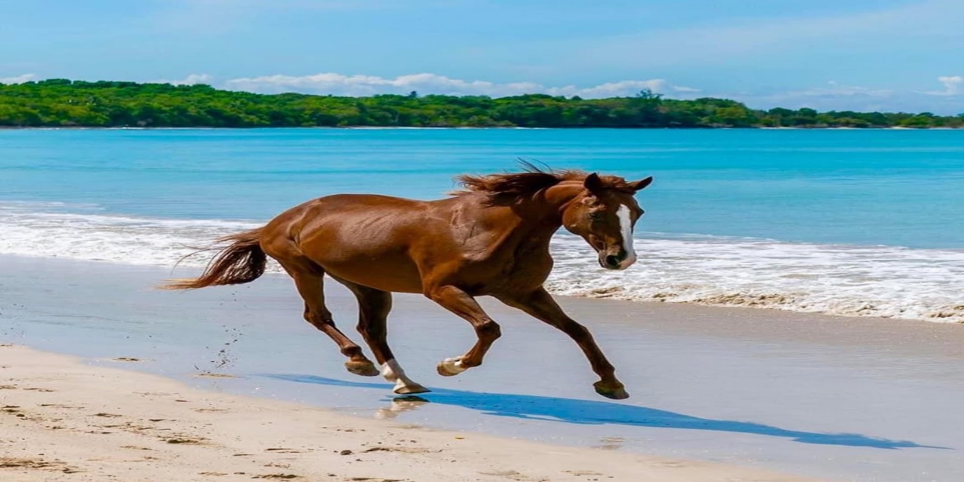 Discover Tobago on Horseback