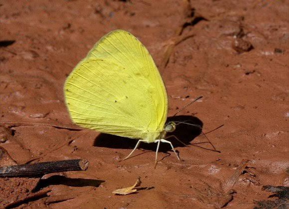 Little Yellow Butterfly