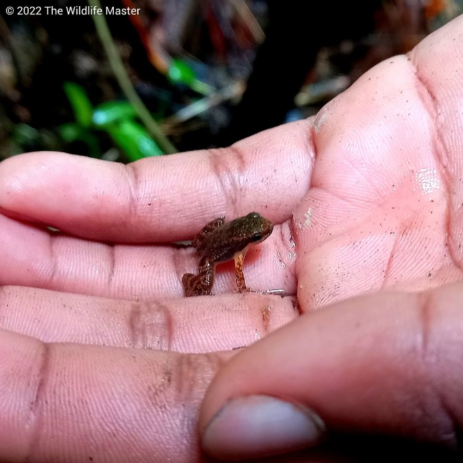 Bloody Bay Poison Frog