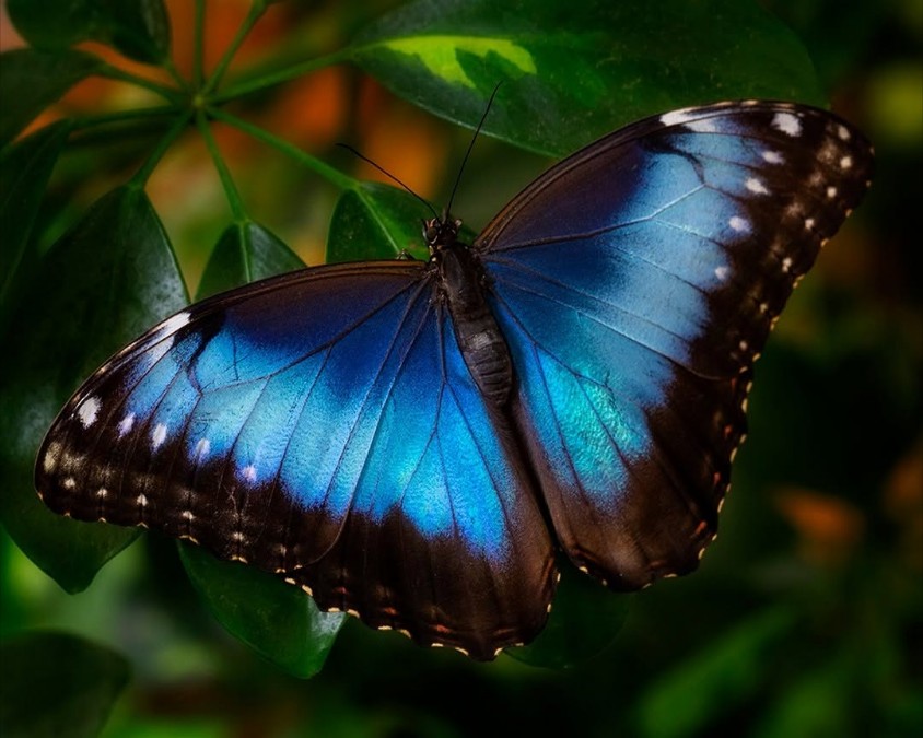 Blue Emperor