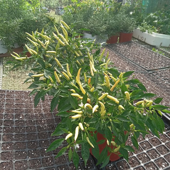 Zaz’s Seedlings