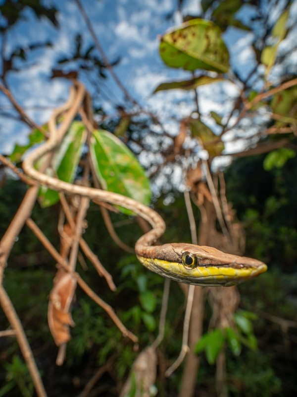Brown Vine Snake