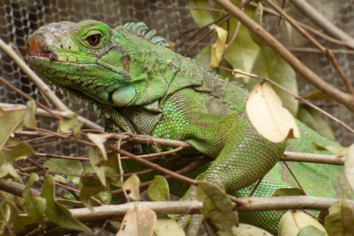 Meet Tobago’s Green Iguana