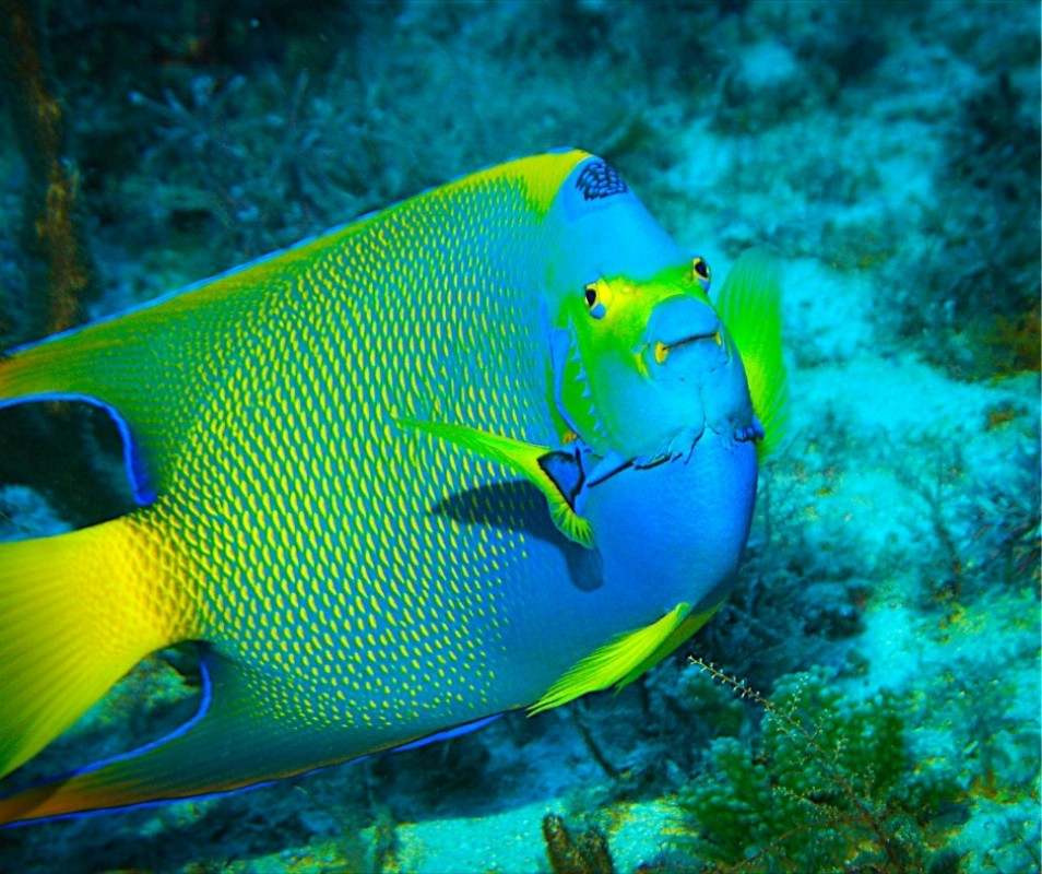 Snorkelling Expedition Tour
