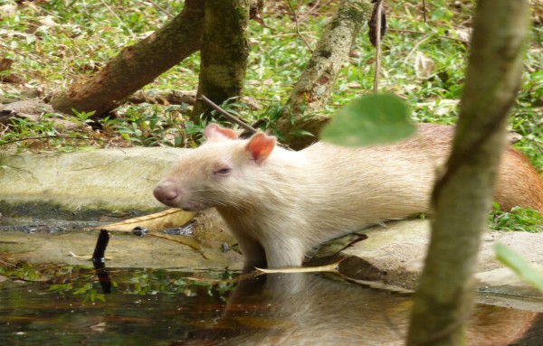 Tobago Species