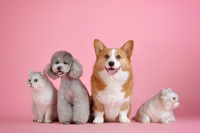 Pet Shops