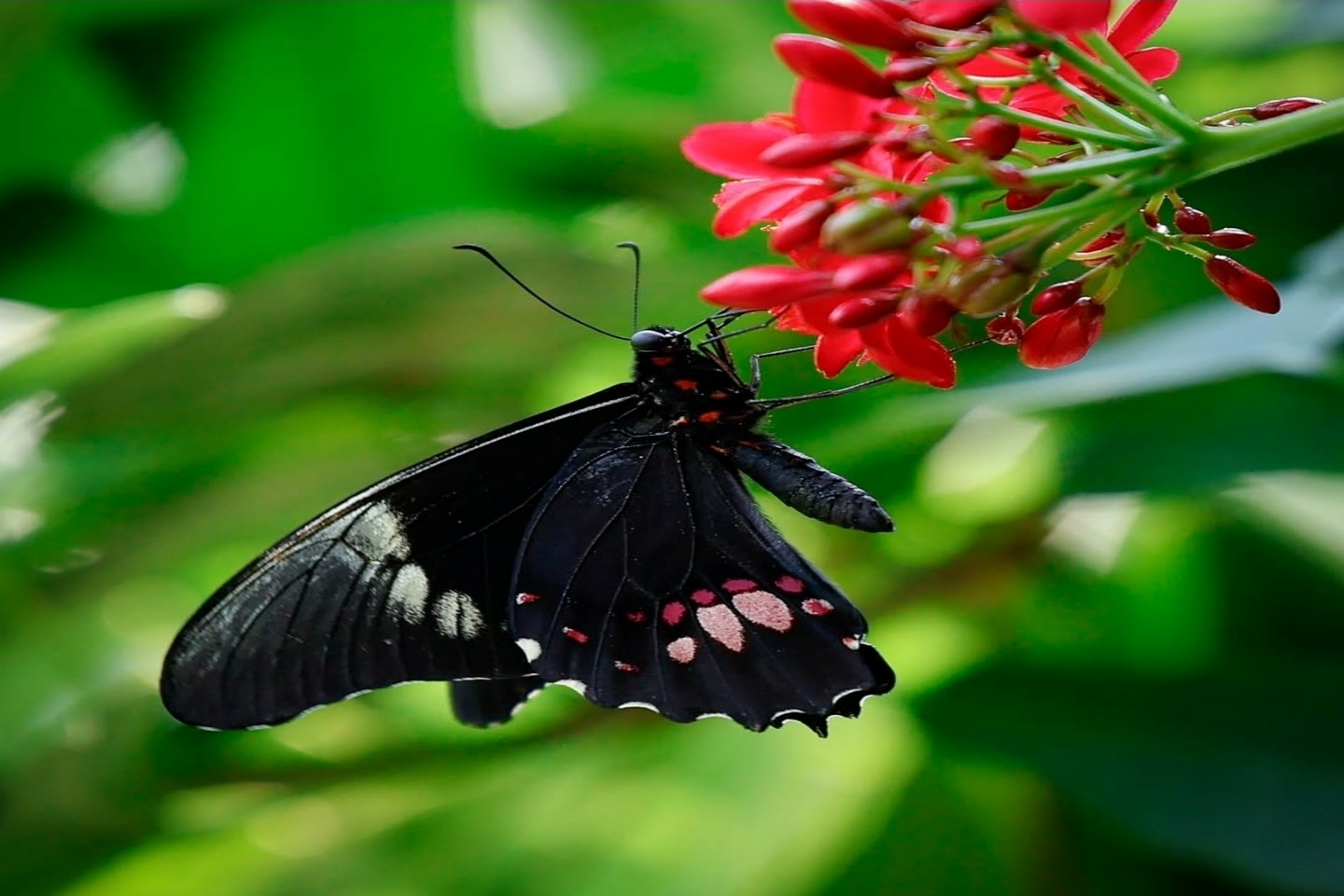 Butterfly Species