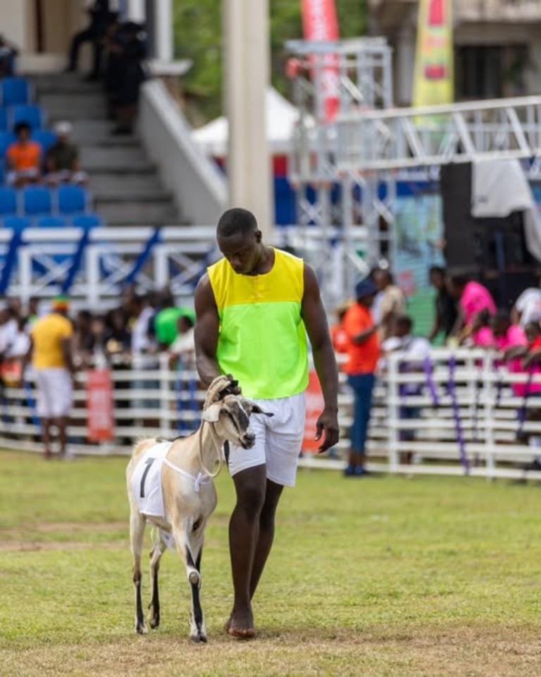Tobago Goat Racing