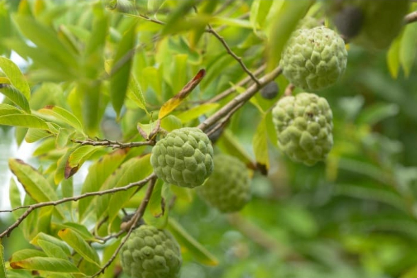Plants of Tobago