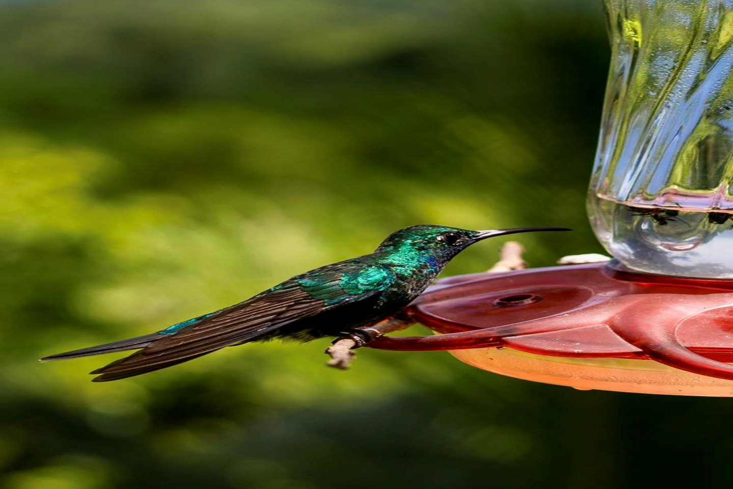 History of Birds