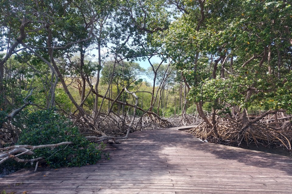Tobago Wetlands and Culinary Experience