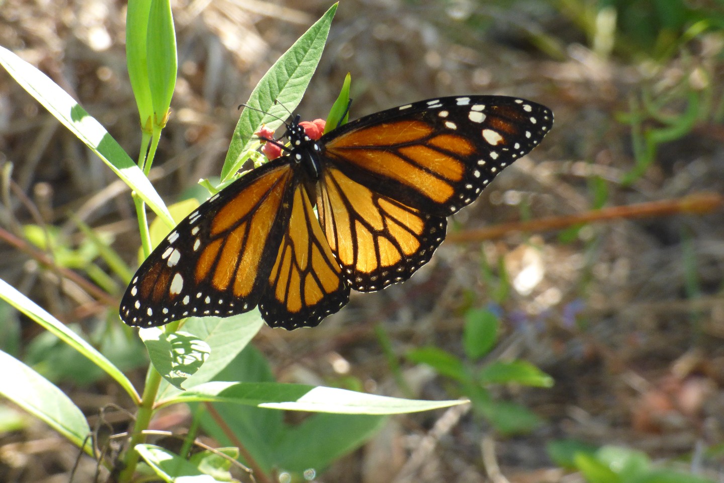 Butterfly Species