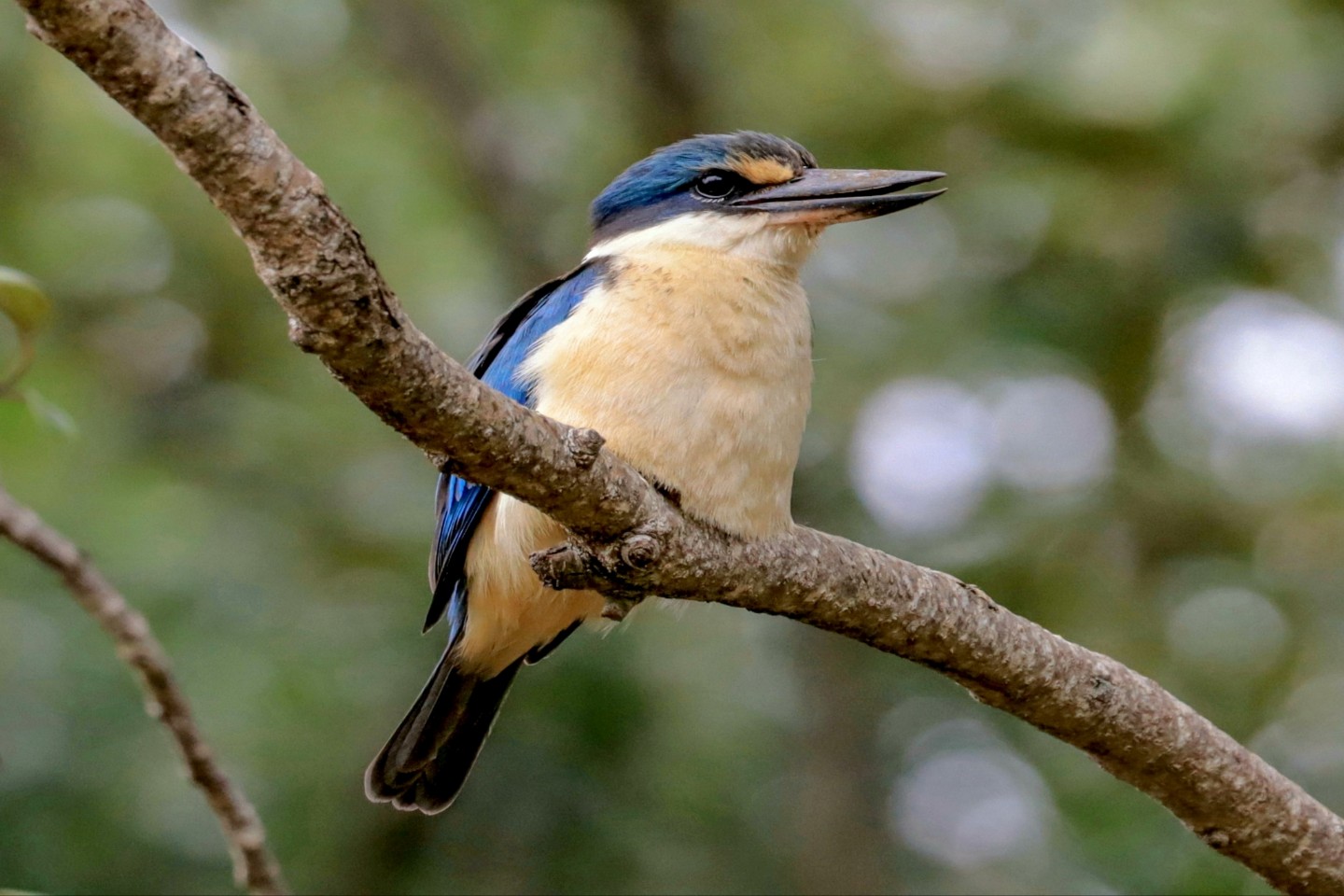 History of Birds