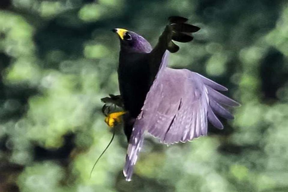 Birdwatching Tour