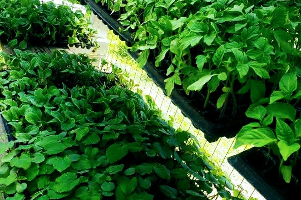 Shanea Agri  Center