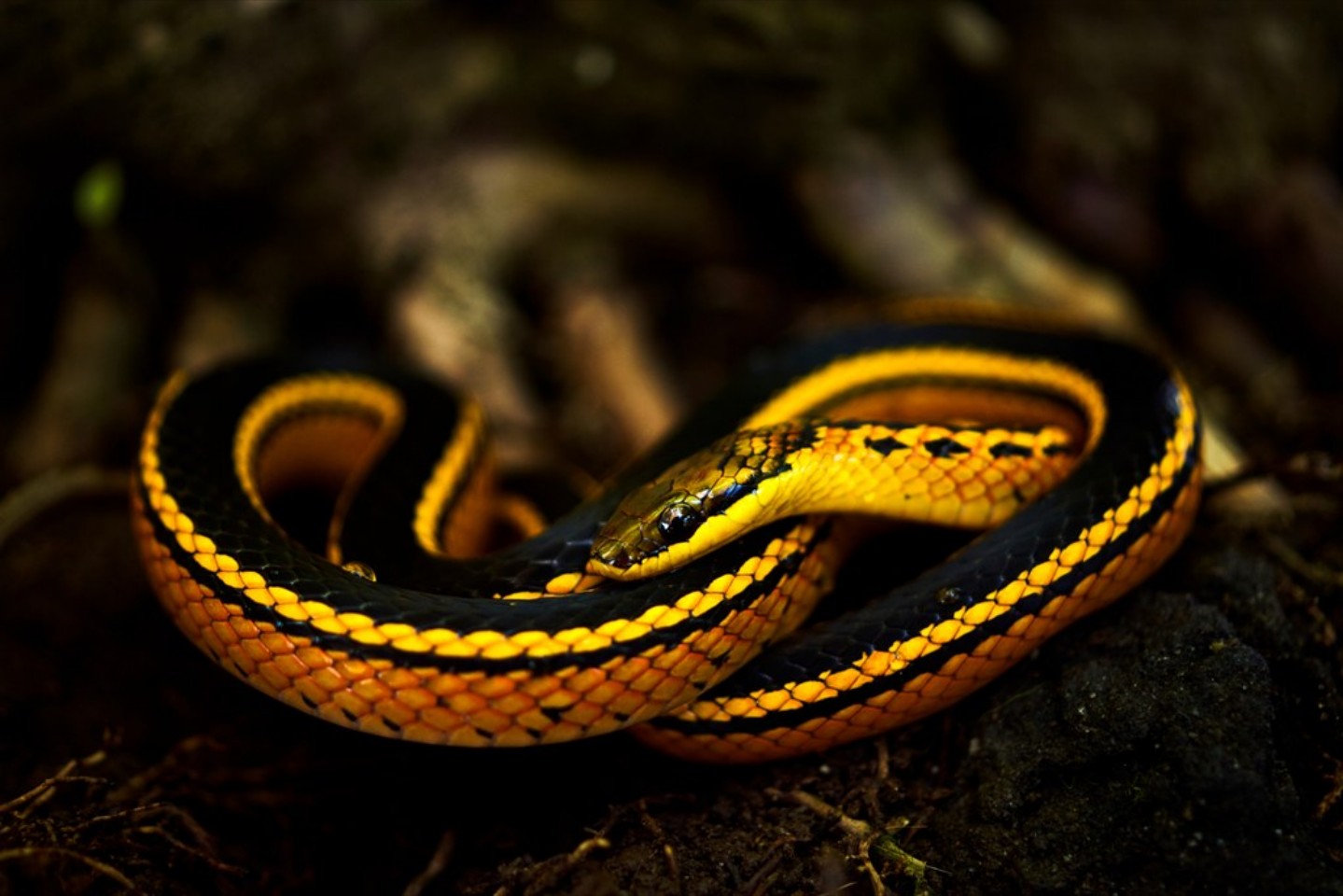 Tobago Snakes