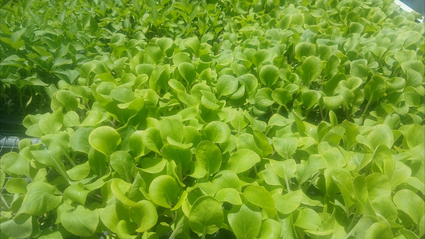 Zaz's Seedlings