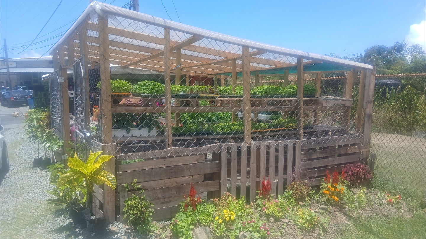 Zaz's Seedlings