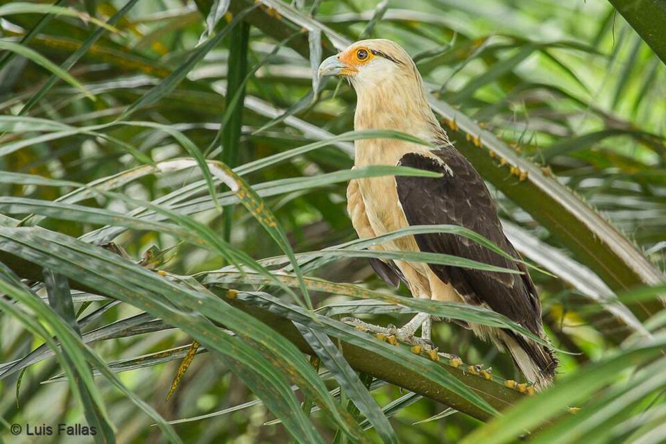 Birdwatching Tour