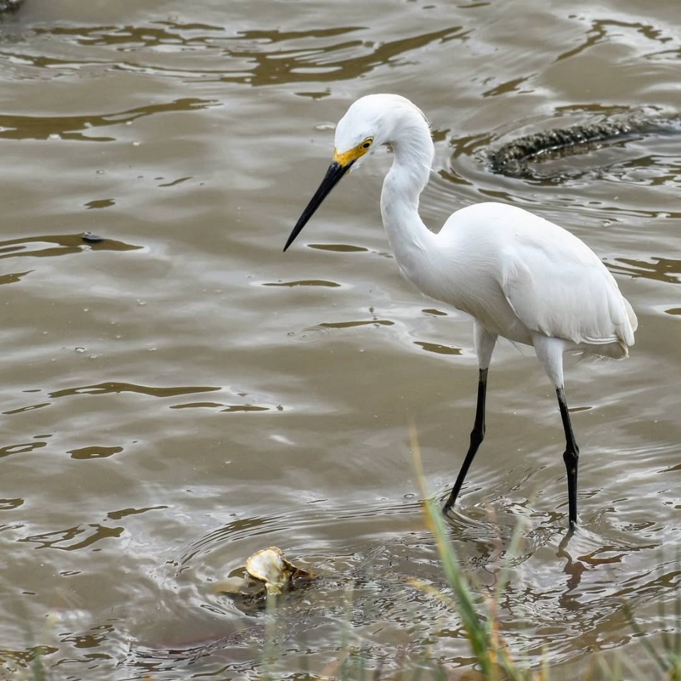 Tobago Birdwatching and Culinary Experience